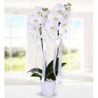 Asaletli Beyaz Orkide