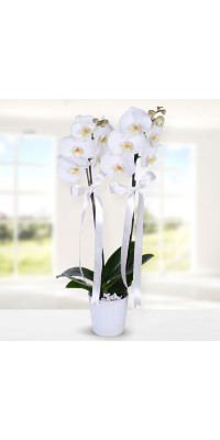 Asaletli Beyaz Orkide