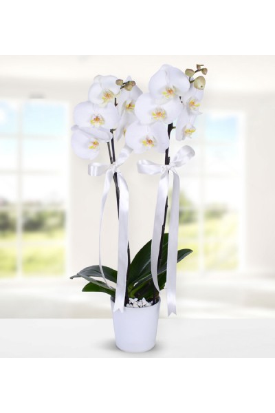 Asaletli Beyaz Orkide