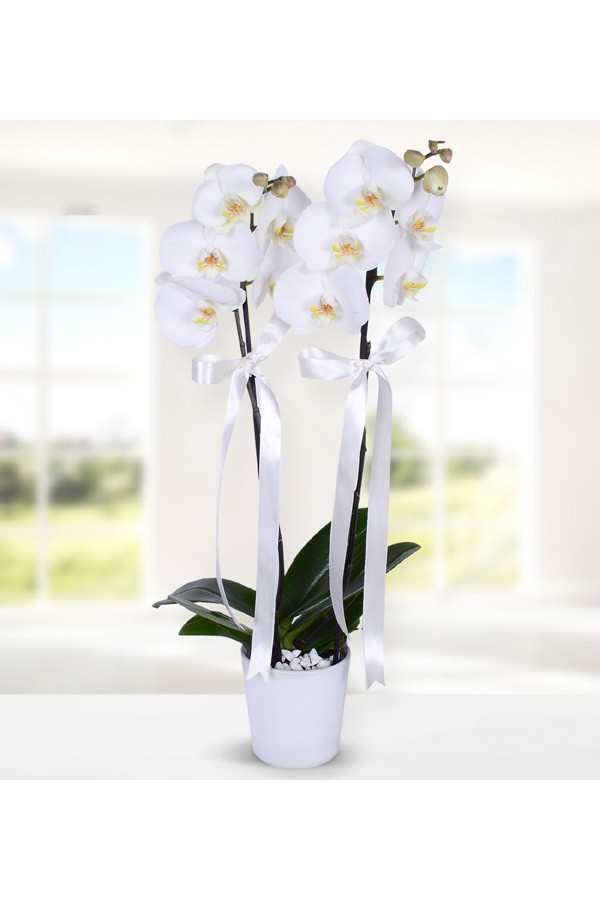 Asaletli Beyaz Orkide Asaletli Beyaz Orkide